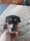 Beagle Puppies for sale in Wooster, OH 44691, USA. price: NA