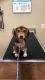 Beagle Puppies for sale in Saginaw, TX 76131, USA. price: NA