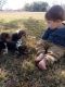 Beagle Puppies for sale in La Pryor, TX 78872, USA. price: NA