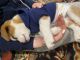 Beagle Puppies for sale in Thousand Oaks, CA 91362, USA. price: NA