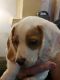 Beagle Puppies for sale in Martinsville, IN 46151, USA. price: NA