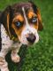 Beagle Puppies for sale in Marlborough, MA, USA. price: $500