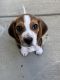 Beagle Puppies for sale in Oceanside, CA, USA. price: $1,000