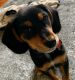 Beagle Puppies for sale in Old Bridge, NJ 08857, USA. price: NA