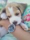 Beagle Puppies for sale in Ambala Cantt, Haryana, India. price: 10000 INR