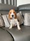 Beagle Puppies for sale in Seattle, WA, USA. price: $550