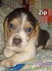 Beagle Puppies for sale in Paris, AR 72855, USA. price: $800