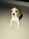 Beagle Puppies for sale in Chandivali, Powai, Mumbai, Maharashtra, India. price: NA