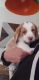 Beagle Puppies for sale in Corona, CA, USA. price: NA