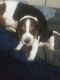 Beagle Puppies for sale in Dandridge, TN, USA. price: $500