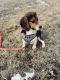 Beagle Puppies for sale in Detroit, MI, USA. price: $350