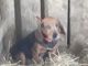 Beagle Puppies for sale in Moulton, AL 35650, USA. price: $150