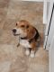 Beagle Puppies for sale in Crown Point, IN 46307, USA. price: NA