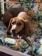 Beagle Puppies for sale in Monroe, NY 10950, USA. price: $650