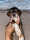 Beagle Puppies for sale in Richmond, VA, USA. price: $180