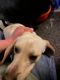 Beagle Puppies for sale in Manito, IL 61546, USA. price: NA