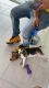 Beagle Puppies for sale in Sanford, FL, USA. price: $2,000