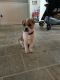Beagle Puppies for sale in Jacksonville, NC, USA. price: NA