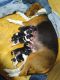 Beagle Puppies for sale in Napoleon, OH 43545, USA. price: NA