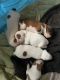 Beagle Puppies for sale in Lents, Portland, OR, USA. price: NA
