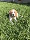 Beagle Puppies for sale in Whittier, CA, USA. price: NA