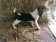Beagle Puppies for sale in West Liberty, KY 41472, USA. price: $350