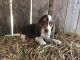 Beagle Puppies for sale in West Liberty, KY 41472, USA. price: $400