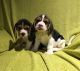 Beagle Puppies for sale in Texarkana, TX, USA. price: NA