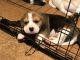 Beagle Puppies for sale in Virginia City, NV 89440, USA. price: $500