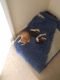 Beagle Puppies for sale in Mars Hill, NC 28754, USA. price: NA