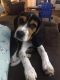 Beagle Puppies for sale in Anderson, IN, USA. price: $250