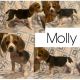 Beagle Puppies for sale in Golden City, MO 64748, USA. price: NA