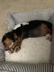 Beagle Puppies for sale in Lawrence Township, NJ, USA. price: NA