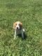 Beagle Puppies for sale in Winston-Salem, NC 27107, USA. price: NA