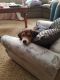 Beagle Puppies for sale in Vineland, NJ, USA. price: $850