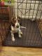 Beagle Puppies for sale in Charlotte, NC 28270, USA. price: $50
