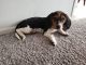 Beagle Puppies for sale in Princeton, IL 61356, USA. price: $700