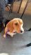 Beagle Puppies for sale in 2430 Bronxwood Ave, The Bronx, NY 10469, USA. price: NA
