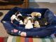 Beagle Puppies for sale in Burlington, VT, USA. price: $500