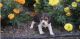 Beagle Puppies for sale in Hackensack, NJ, USA. price: NA