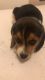 Beagle Puppies for sale in Clayton, NC, USA. price: NA
