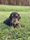 Beagle Puppies for sale in Ina, IL 62846, USA. price: NA