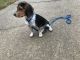 Beagle Puppies for sale in Voorhees Township, NJ 08043, USA. price: $1,500