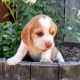 Beagle Puppies for sale in Shoreline, WA, USA. price: NA