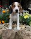 Beagle Puppies for sale in Texas City, TX, USA. price: NA