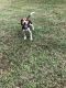Beagle Puppies for sale in Easley, SC, USA. price: $400