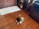 Beagle Puppies for sale in Compton, CA, USA. price: NA