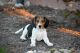 Beagle Puppies for sale in Beavercreek, OH 45324, USA. price: $950