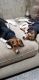 Beagle Puppies for sale in Clear Lake, MN 55319, USA. price: $500