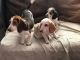 Beagle Puppies for sale in Rialto, CA, USA. price: NA